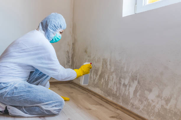 Licensed Basement Mold Remediation service in North Bend, OR - 24 Hour Mold Removal