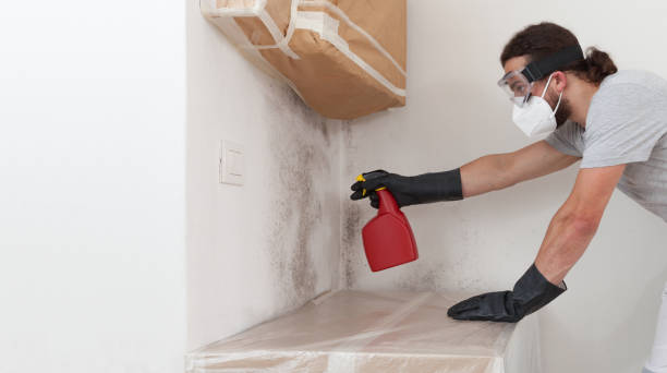 Professional Basement Mold Remediation technician working in North Bend, OR