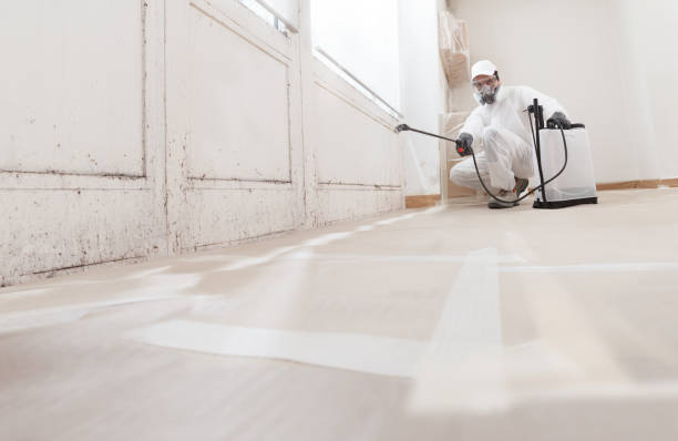 24/7 Emergency Basement Mold Remediation experts in North Bend, OR